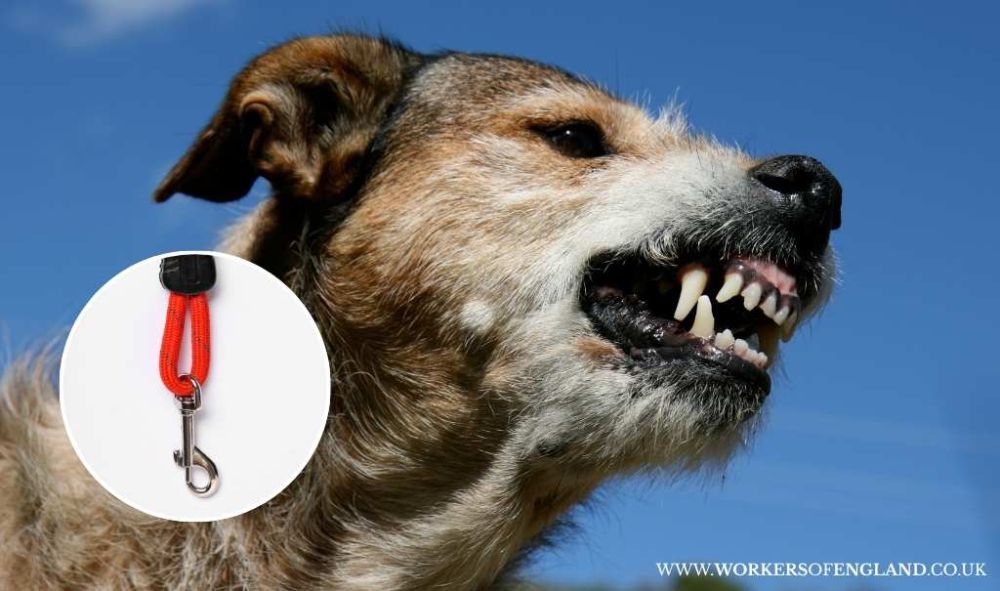 Tough New Law on Dog Attacks